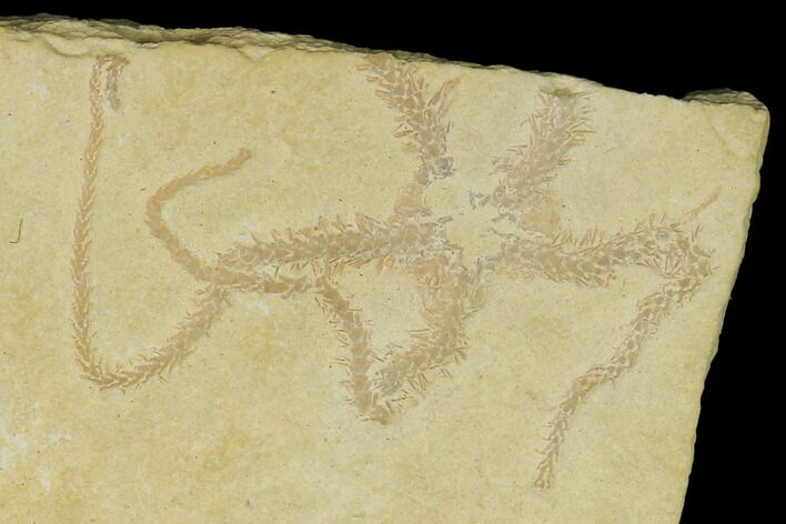 Jurassic Brittle Star (Sinosura) Fossil - Solnhofen #132397